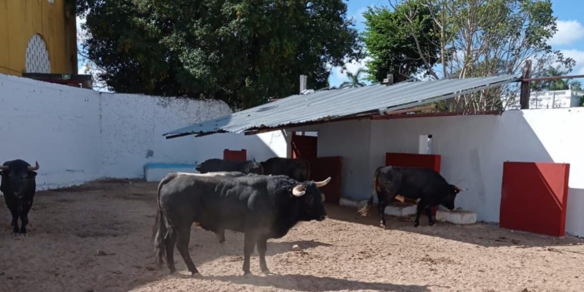 toros encierro del 010122 en Mérida